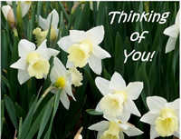Thinking of you daffodils card